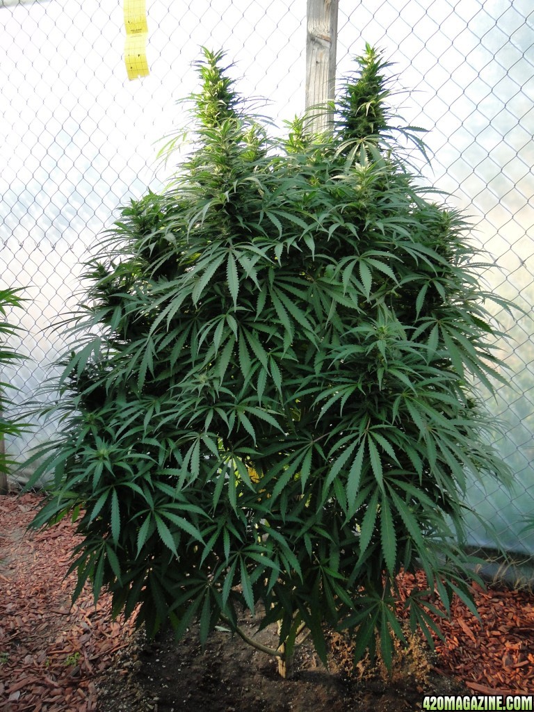 Organic G.D.P. x AK-47 in Flowering