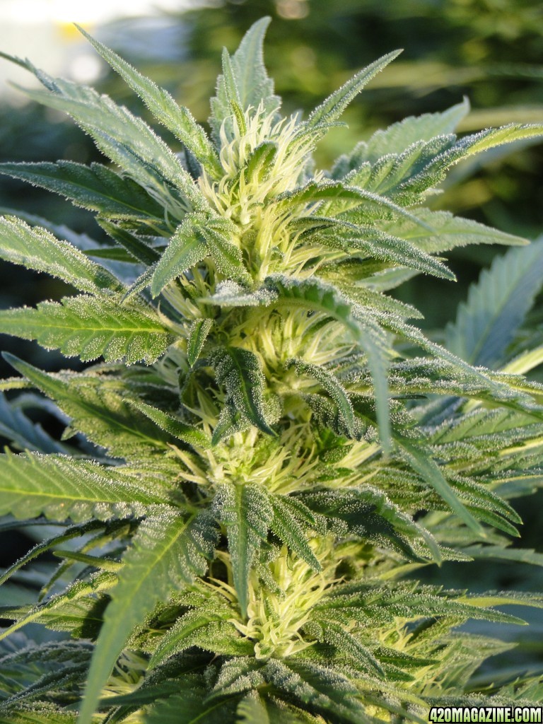 Organic G.D.P. x AK-47 in Flowering