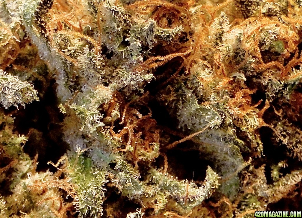 Organic G.D.P. x Bubba Kush