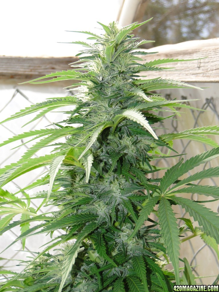 Organic Grand Daddy Purple x AK-47 in Flowering