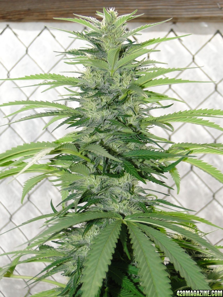 Organic Grand Daddy Purple x AK-47 in Flowering