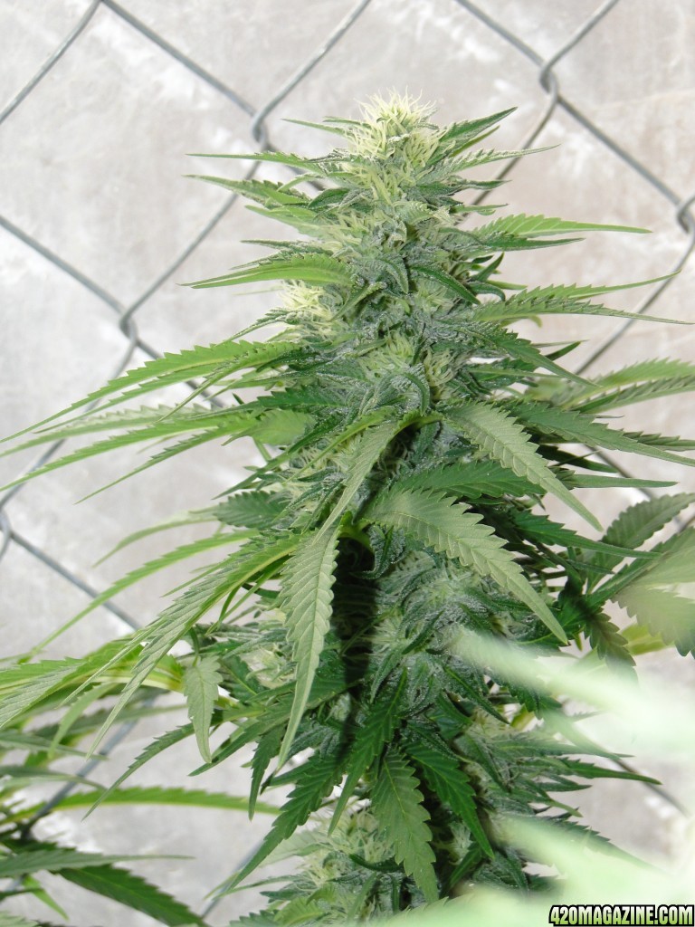 Organic Grand Daddy Purple x AK-47 in Flowering