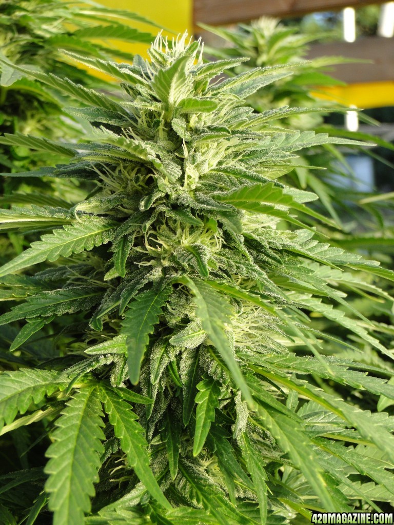 Organic Grand Daddy Purple x Bubba Kush-Week 6 of Flowering