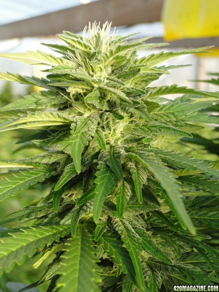 Organic Grand Daddy Purple x Bubba Kush-Week 6 of Flowering