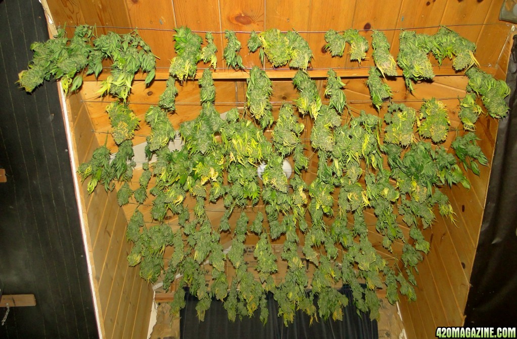 Organic Jade Dragon-Day 1 of Drying-6/27/16