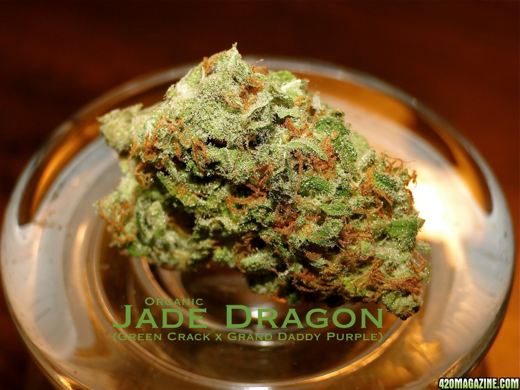 Organic Jade Dragon (Green Crack x Grand Daddy Purple)