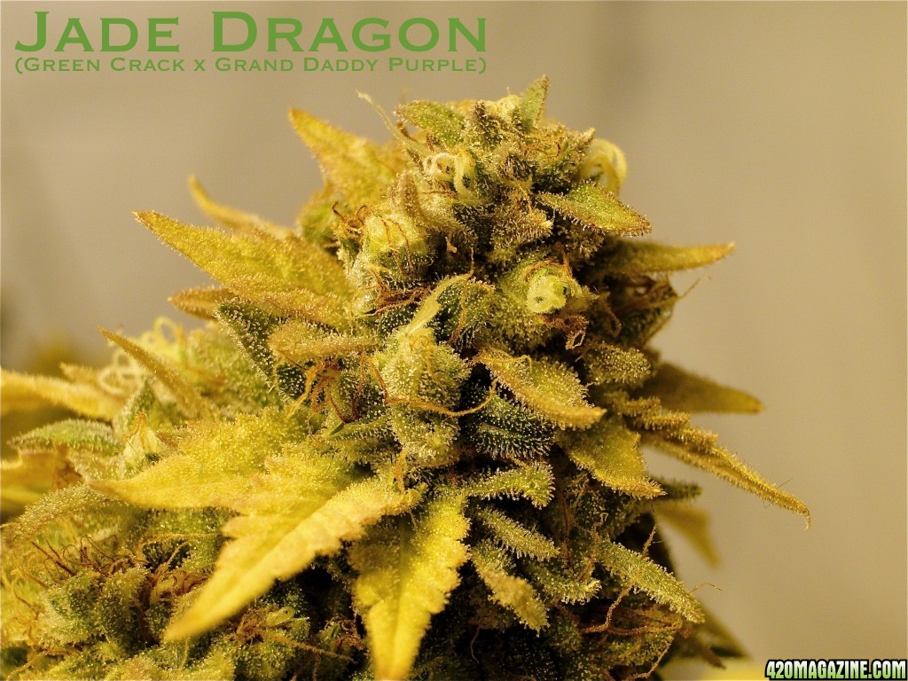 Organic Jade Dragon (Green Crack x Grand Daddy Purple)