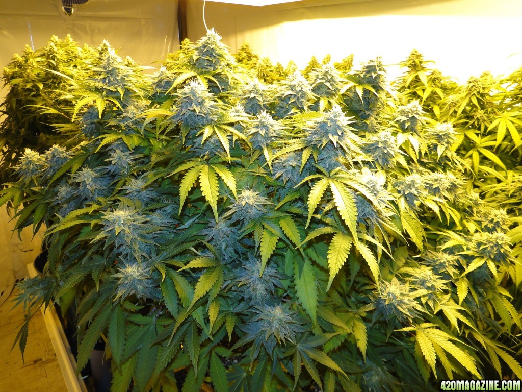 Organic Jilly Bean-Day 42 of Flowering-2/25/16