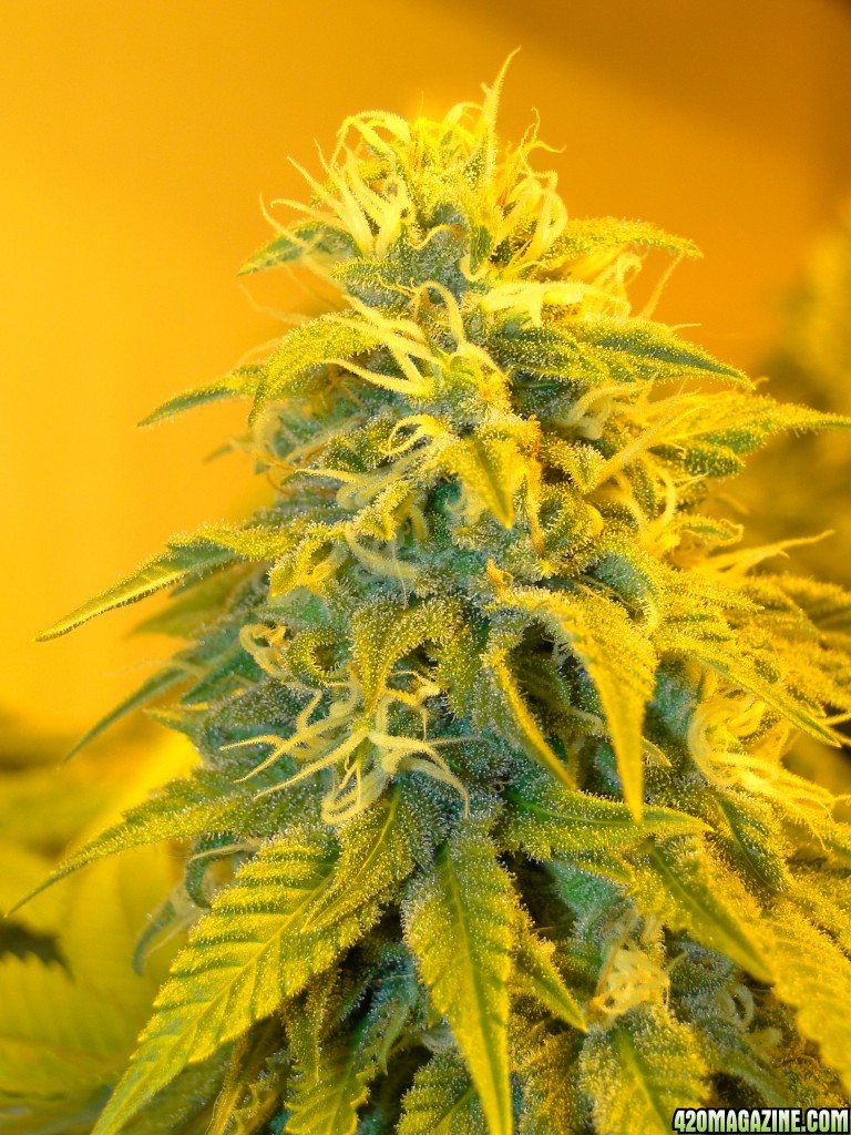 Organic Jilly Bean-Day 42 of Flowering-2/25/16