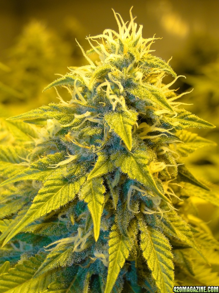 Organic Jilly Bean-Day 42 of Flowering-2/25/16