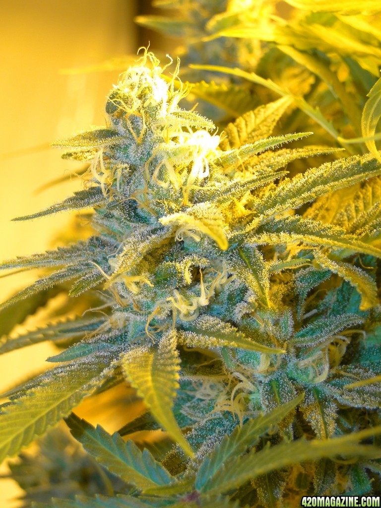 Organic Jilly Bean-Day 46 of Flowering