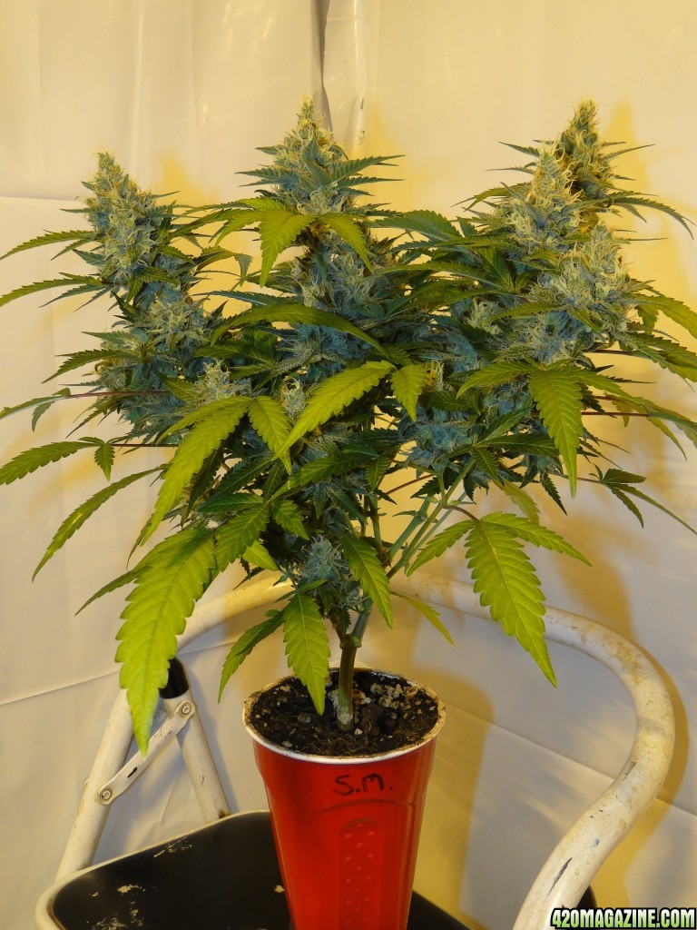 Organic Jilly Bean-Day 49 of Flowering