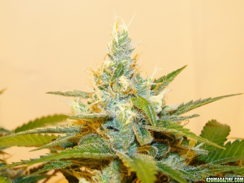 Organic Jilly Bean-Day 49 of Flowering