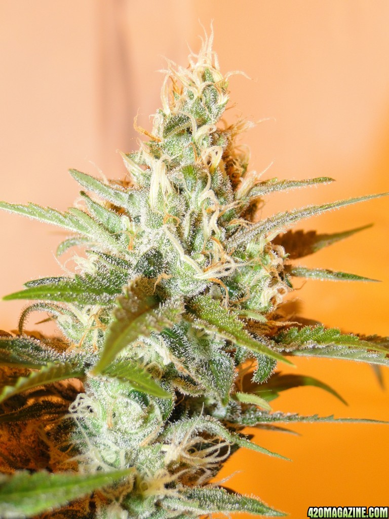 Organic Jilly Bean-Day 49 of Flowering