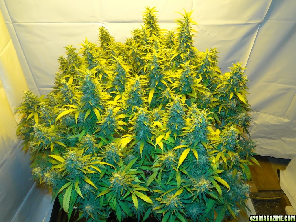 Organic Jilly Bean-Day 50 of Flowering