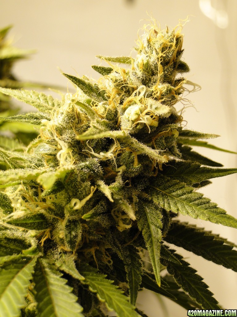 Organic Jilly Bean-Day 54 of Flowering