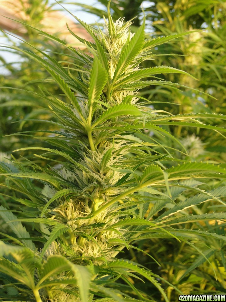 Organic Jilly Bean-Greenhouse #2/Week 3 of Flowering-9/9/16