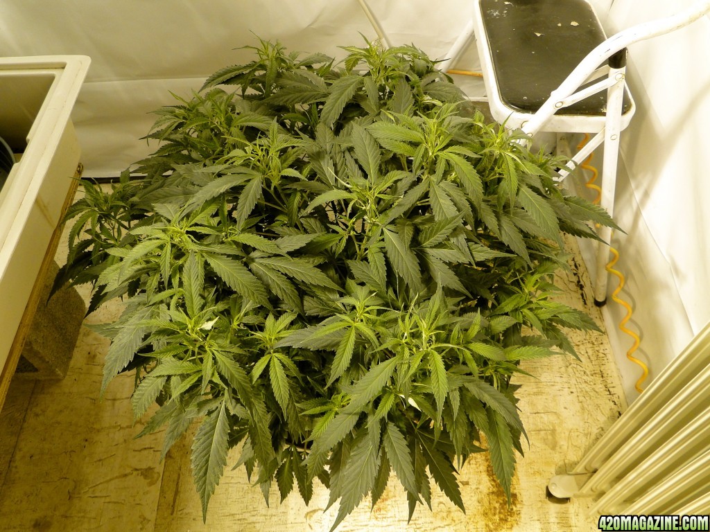 Organic Jilly Bean in Flowering-Day 1-1/15/16