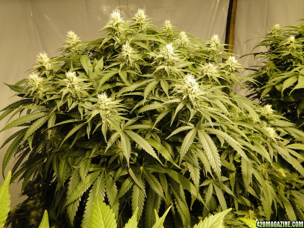 Organic Jilly Bean in Flowering-Day 30-2/14/16