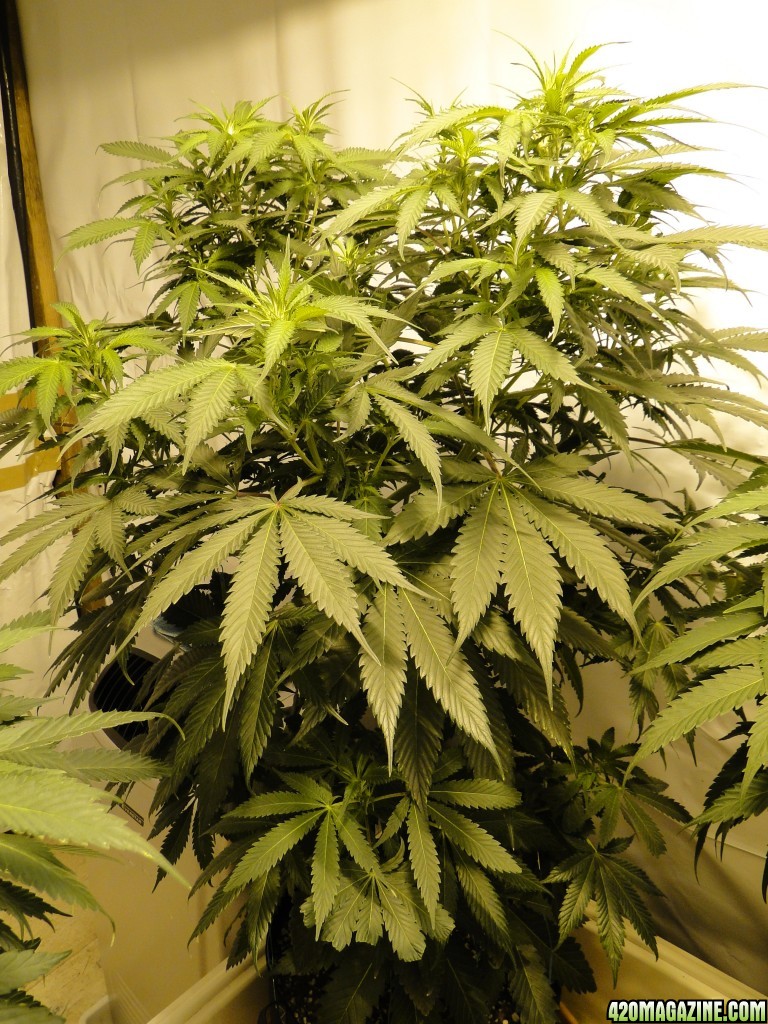 Organic Jilly Bean in Flowering-Day 7-1/21/16