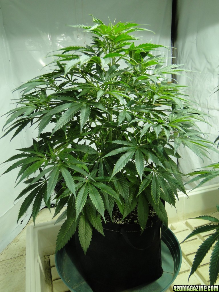 Organic Jilly Bean in Veg.-1/6/16