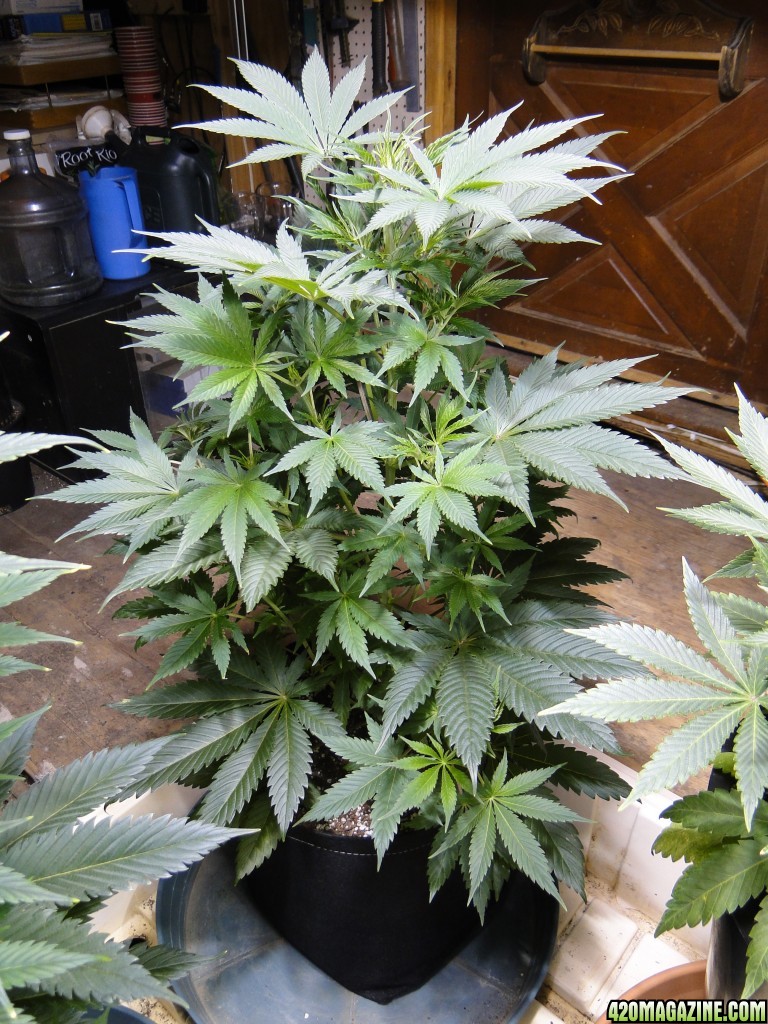 Organic Jilly Bean in Veg.-12/28/15