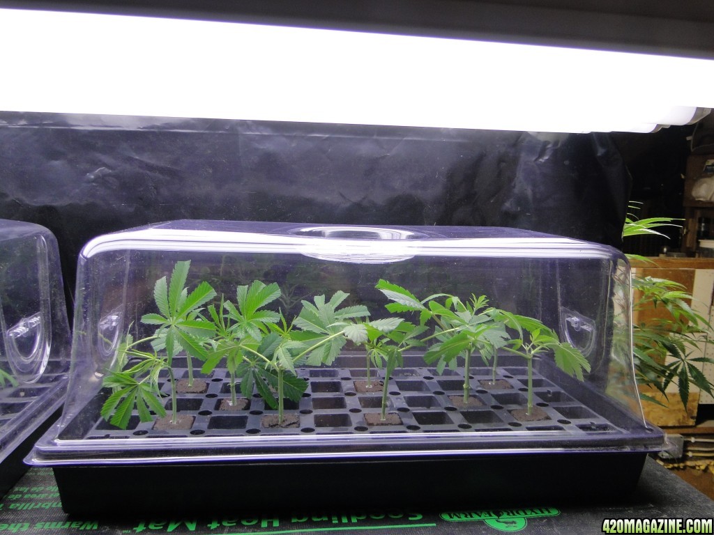 Organic Jilly Bean in Veg.-Cloning Phase-1/1/16