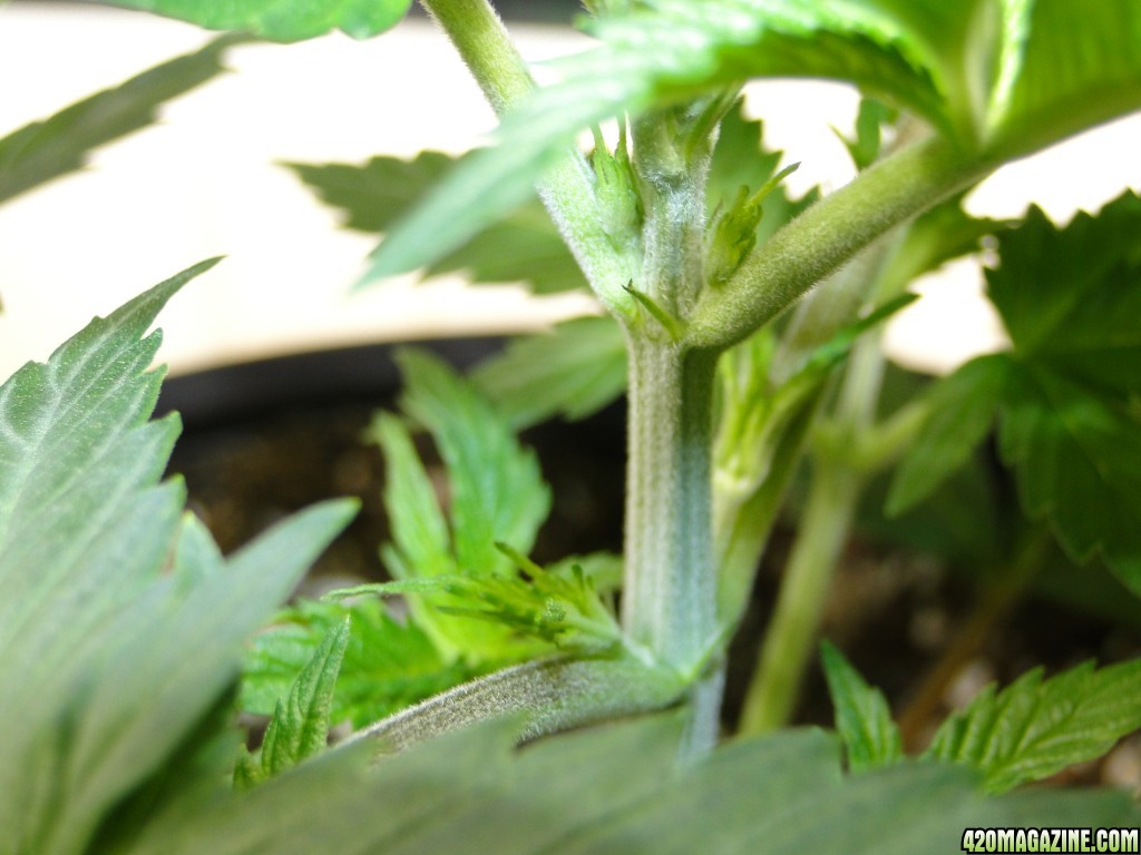 Organic Jilly Bean in Veg.-Day 1 of Sexing