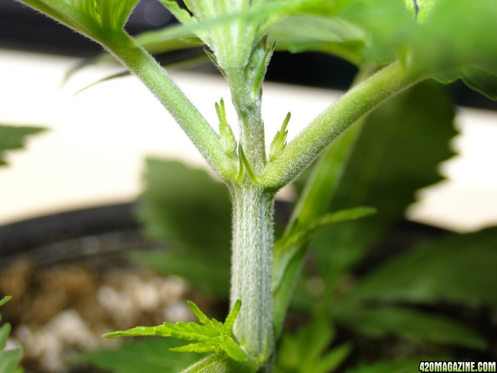 Organic Jilly Bean in Veg.-Day 1 of Sexing