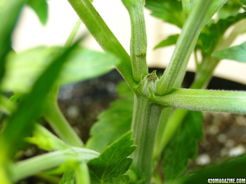 Organic Jilly Bean in Veg.-Day 1 of Sexing