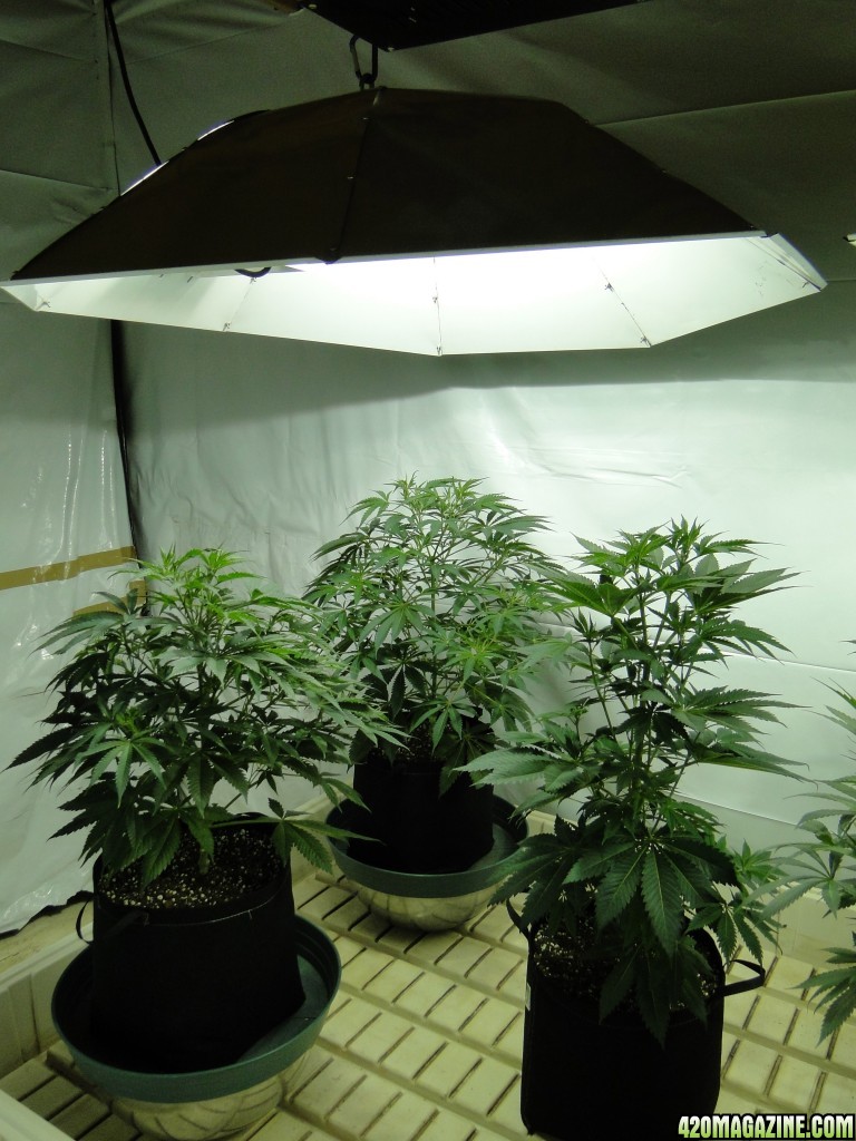 Organic Jilly Bean in Veg.-Day 55-1/2/16