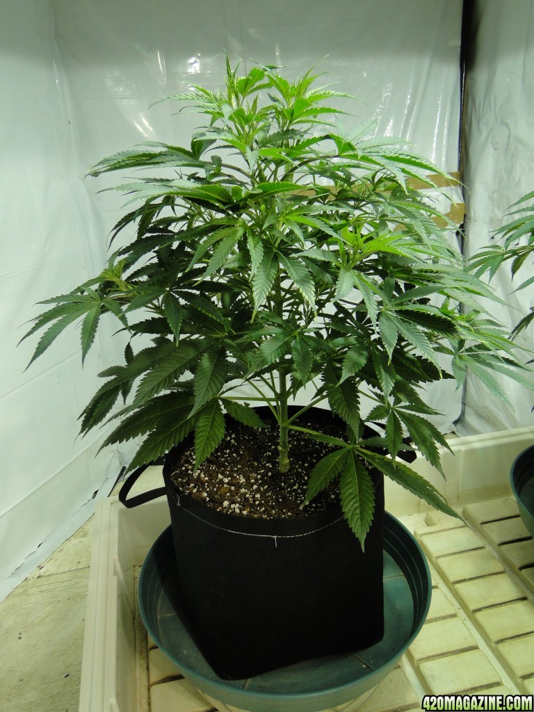 Organic Jilly Bean in Veg.-Day 55-1/2/16