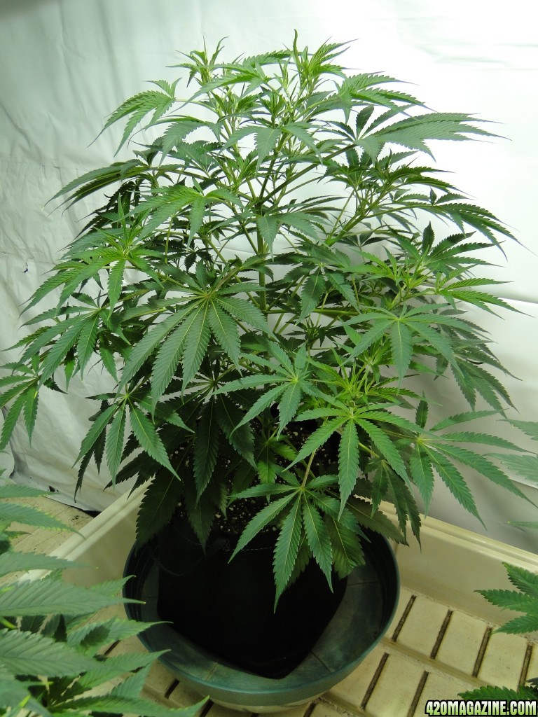 Organic Jilly Bean in Veg.-Day 55-1/2/16