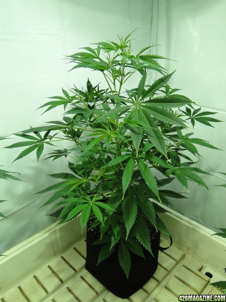 Organic Jilly Bean in Veg.-Day 55-1/2/16