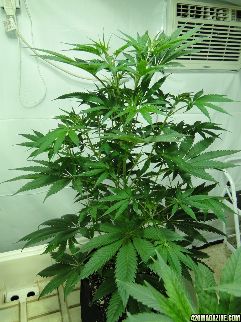 Organic Jilly Bean in Veg.-Day 55-1/2/16