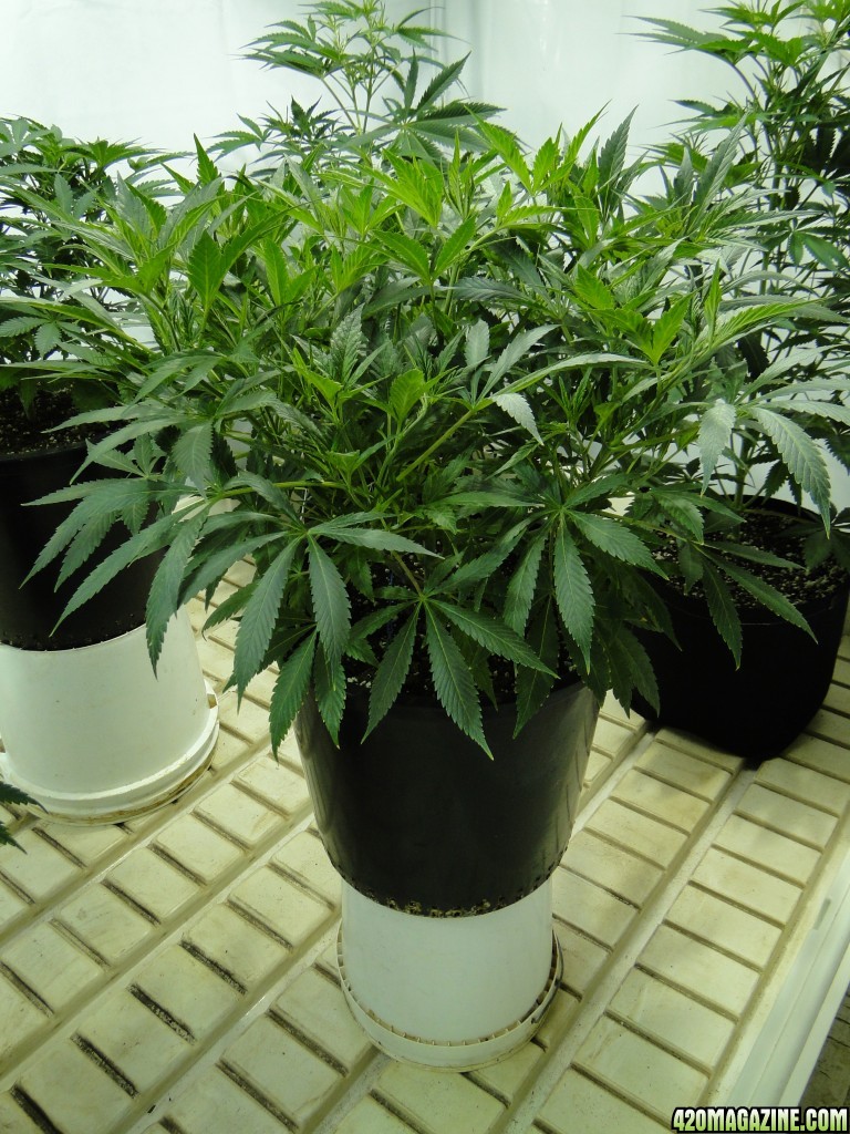 Organic Jilly Bean in Veg.-Day 55-1/2/16