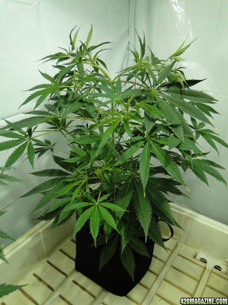 Organic Jilly Bean in Veg.-Training Day-1/2/16