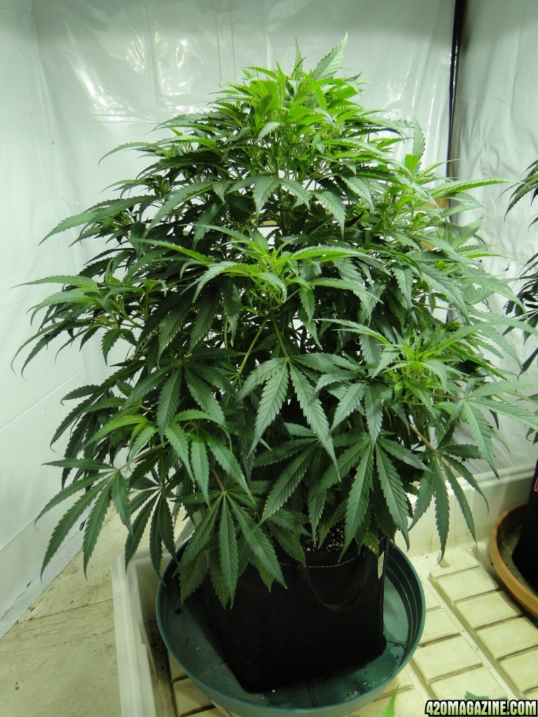 Organic Jilly Bean in Vegging-Day 68-1/14/16