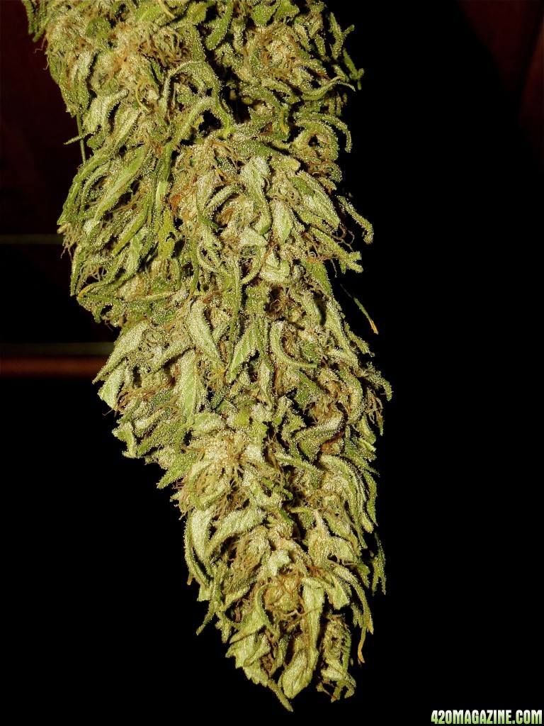 Organic Jilly Bean-Pheno #1 (Space Queen x Orange Velvet)