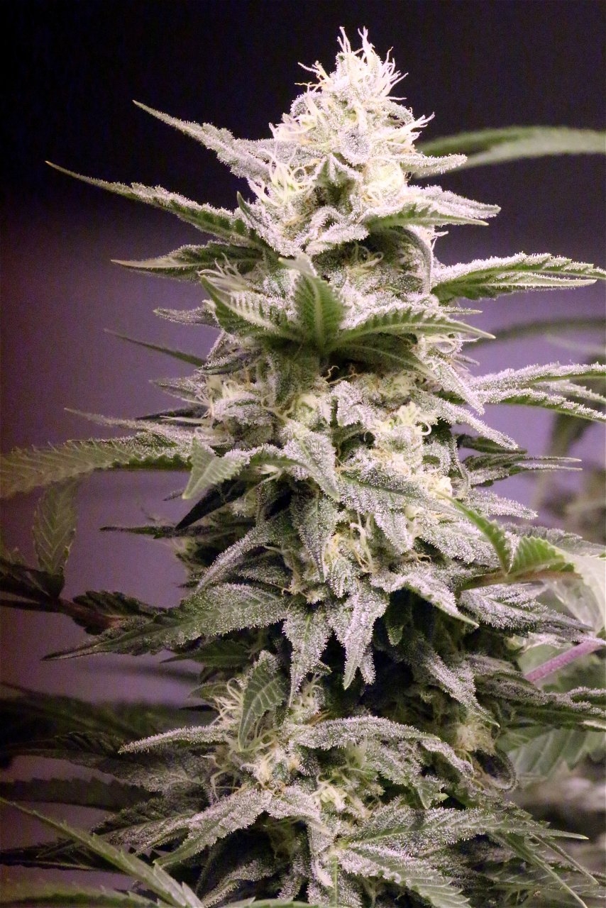 Organic Jilly Bean-Pheno #2/Day 46 of Flowering