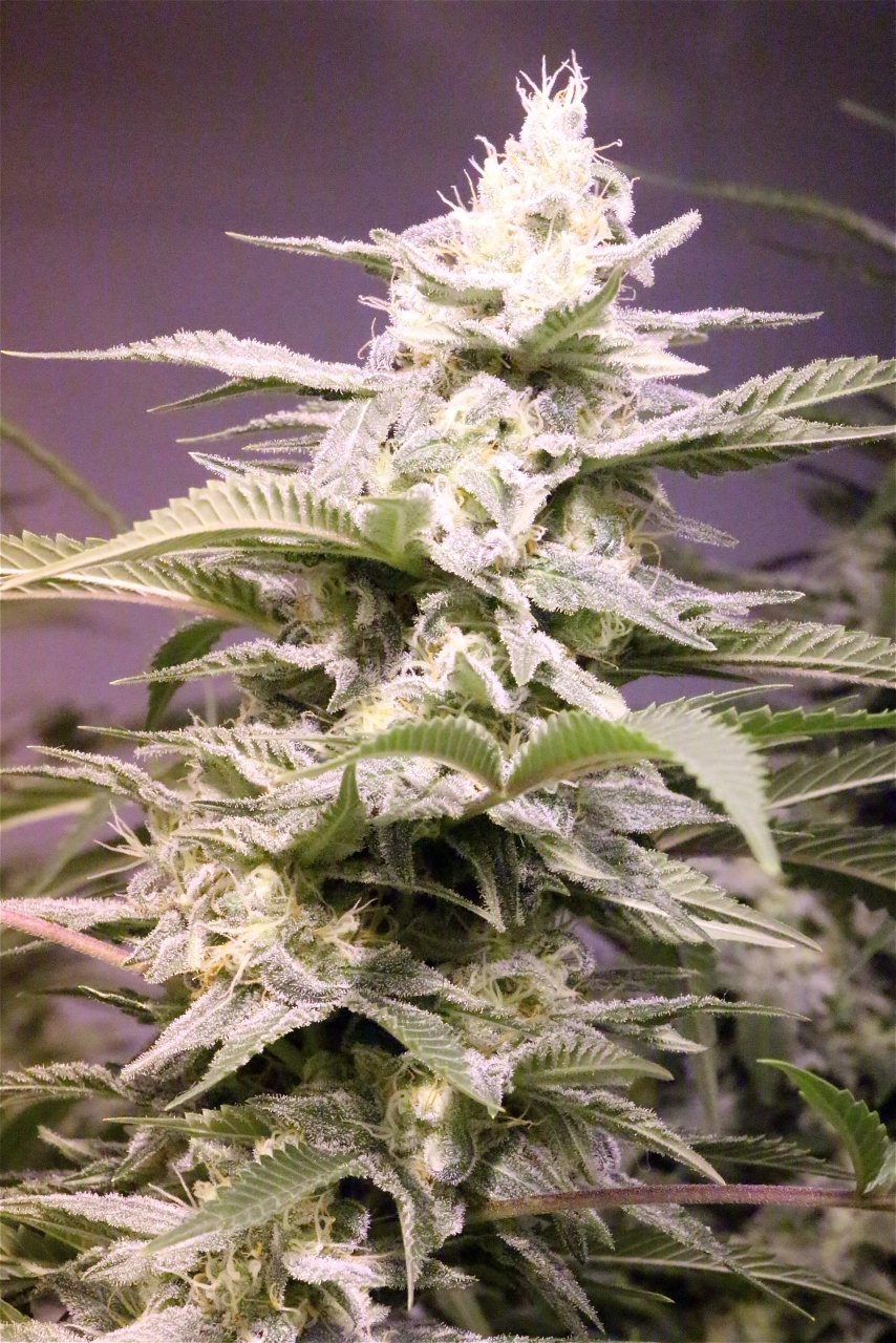 Organic Jilly Bean-Pheno #2/Day 46 of Flowering