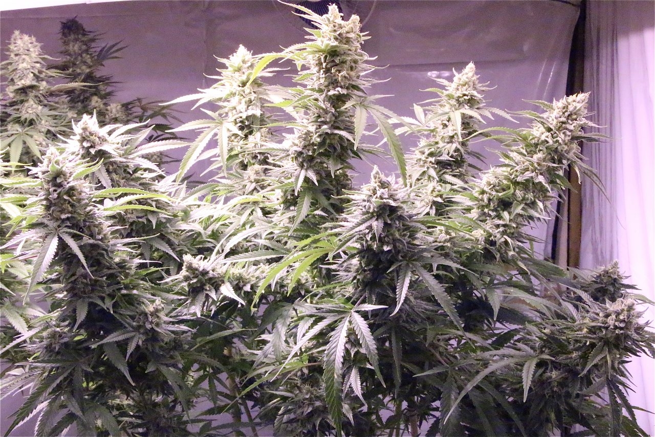 Organic Jilly Bean-Pheno #2/Day 55 of Flowering