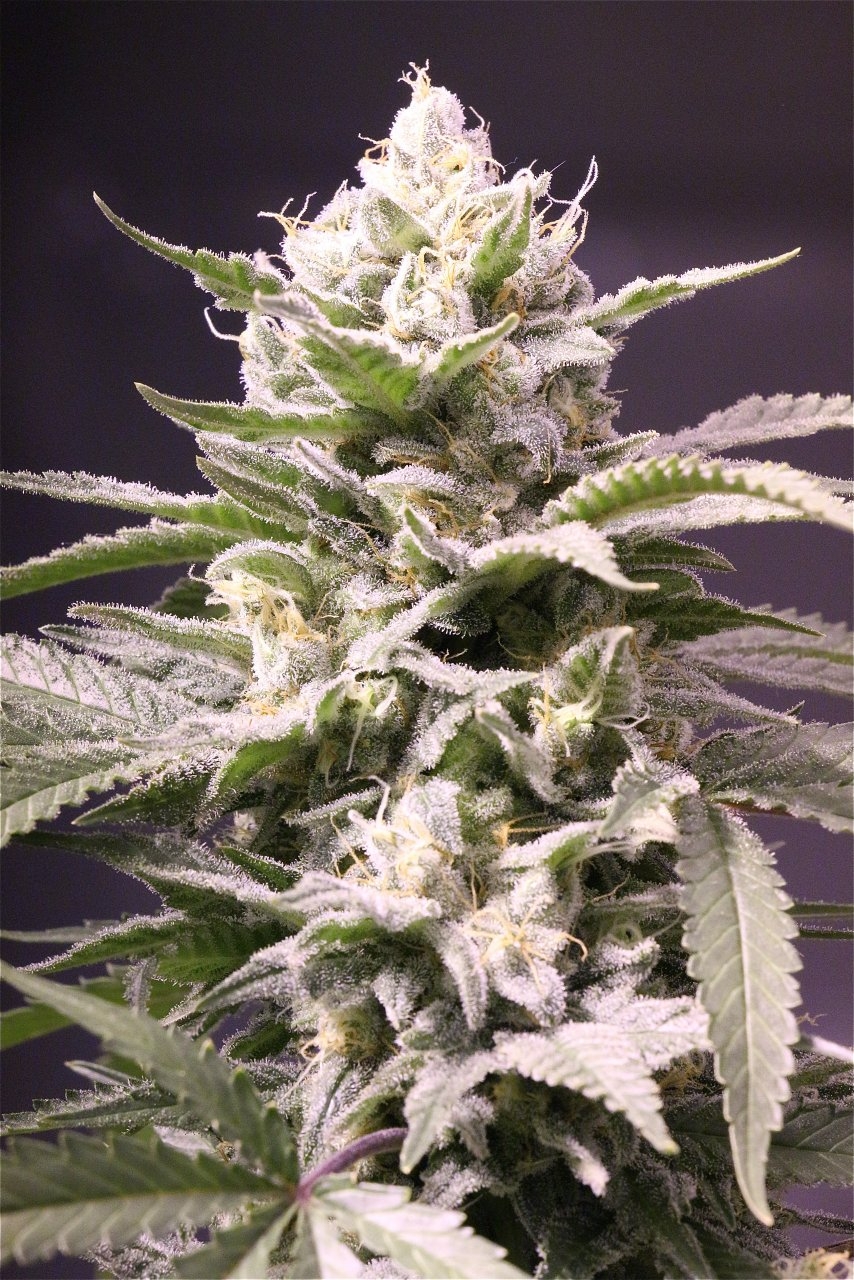 Organic Jilly Bean-Pheno #2/Day 55 of Flowering