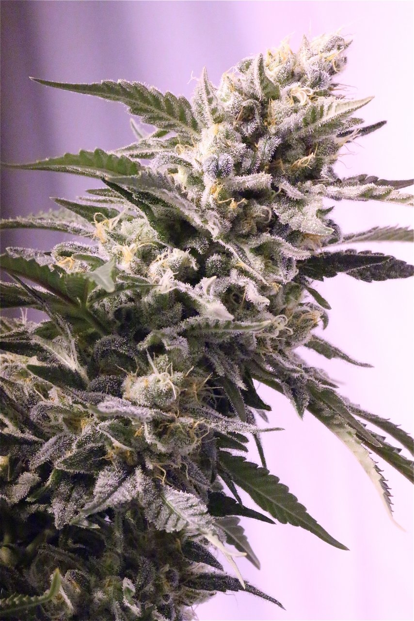 Organic Jilly Bean-Pheno #2/Day 55 of Flowering