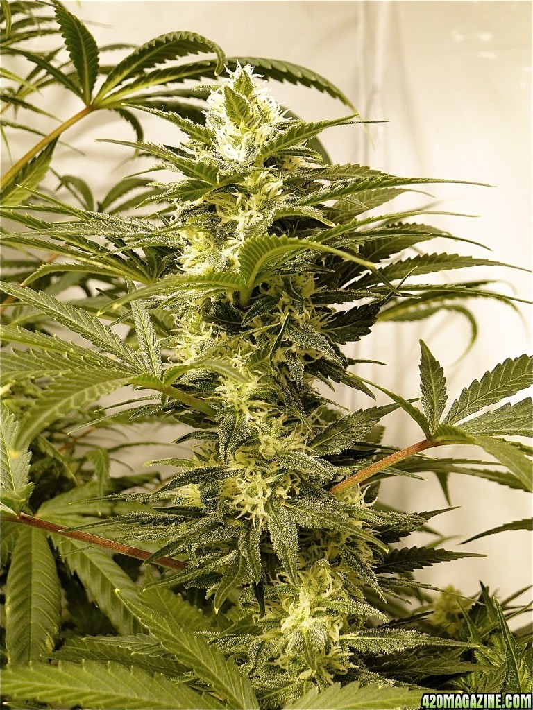 Organic Jilly Bean-Pheno #2 (Space Queen x Orange Velvet)