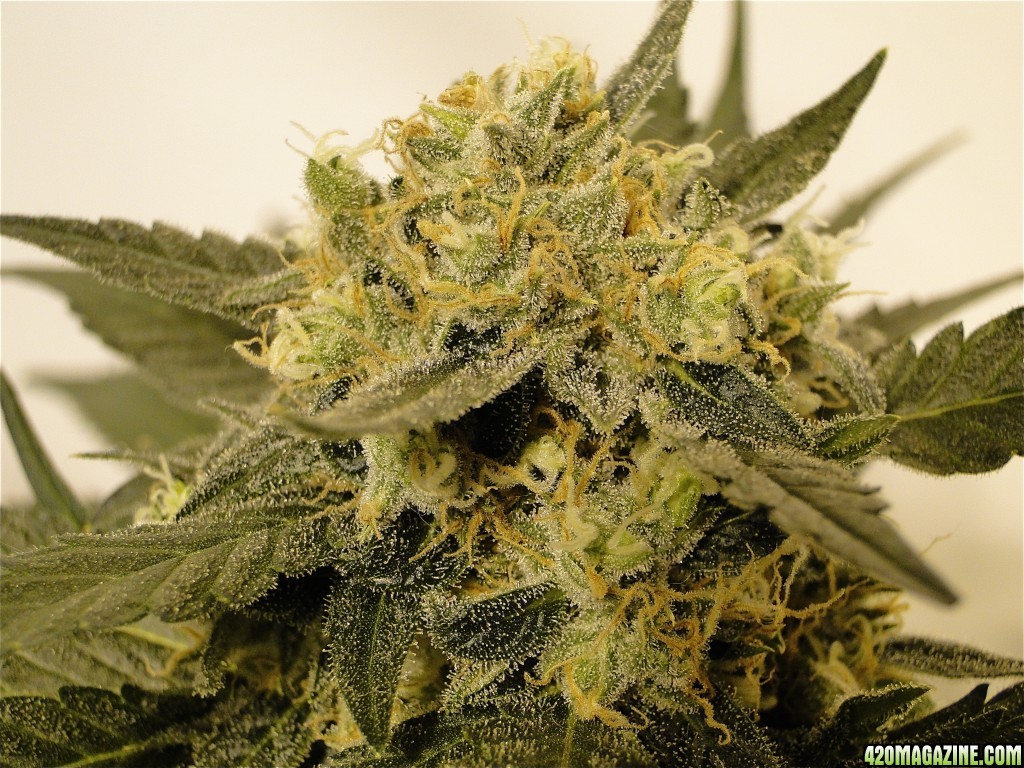 Organic Jilly Bean-Pheno #2 (Space Queen x Orange Velvet)