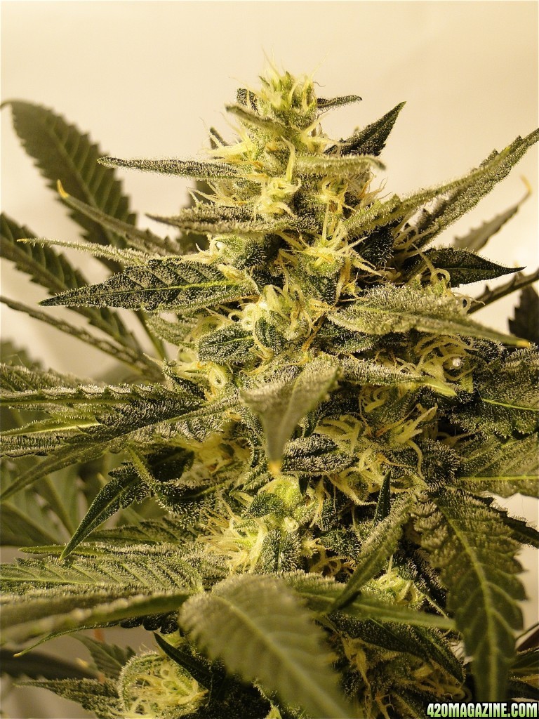 Organic Jilly Bean-Pheno #2