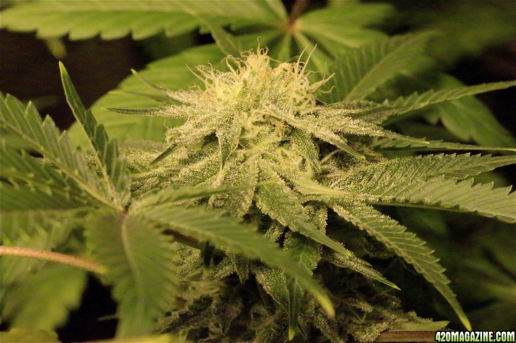 Organic Jilly Bean-Pheno #3-Day 35 of Flowering