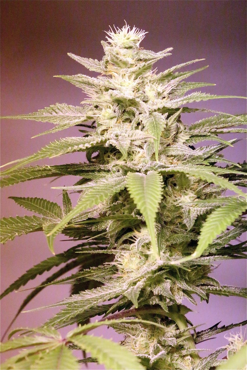 Organic Jilly Bean-Pheno #3/Day 46 of Flowering