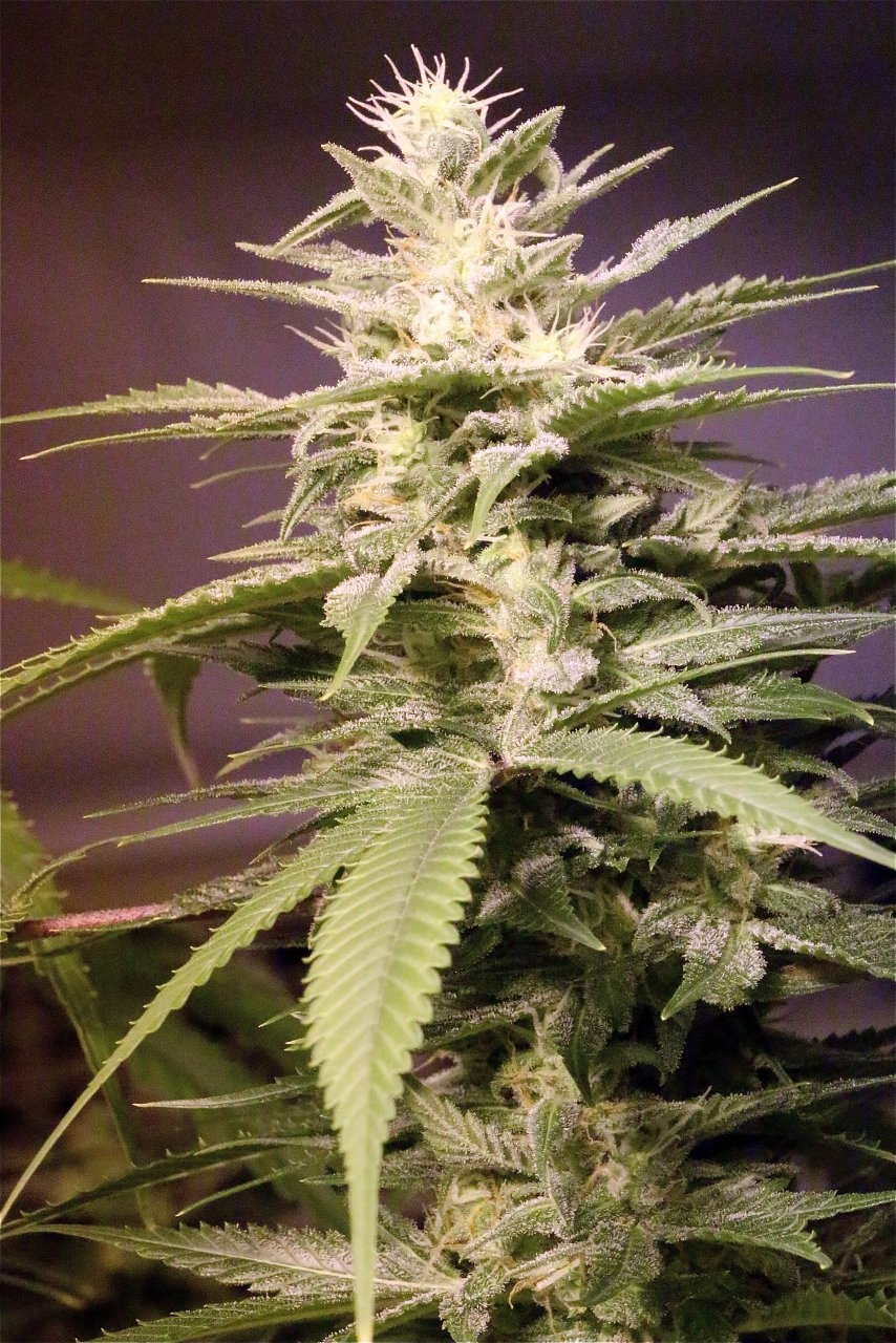 Organic Jilly Bean-Pheno #3/Day 46 of Flowering